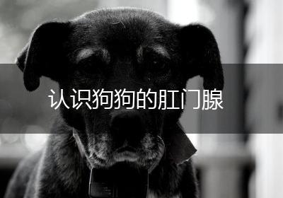 认识狗狗的肛门腺