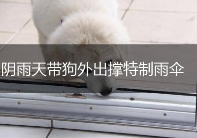 阴雨天带狗外出撑特制雨伞