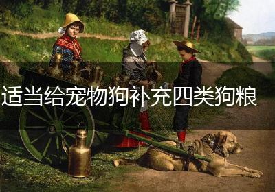 适当给宠物狗补充四类狗粮