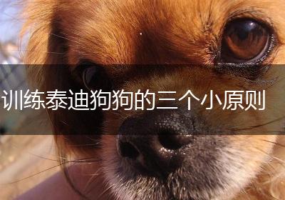 训练泰迪狗狗的三个小原则