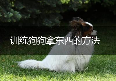 训练狗狗拿东西的方法