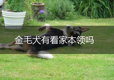 金毛犬有看家本领吗