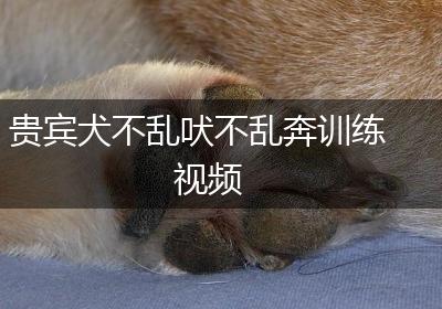 贵宾犬不乱吠不乱奔训练视频