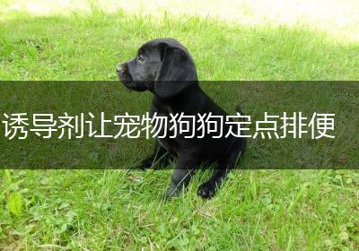 诱导剂让宠物狗狗定点排便