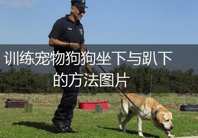 训练宠物狗狗坐下与趴下的方法图片