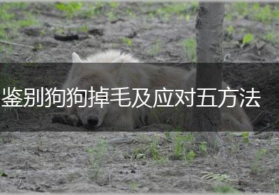 鉴别狗狗掉毛及应对五方法