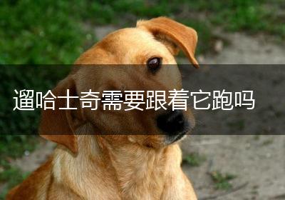 遛哈士奇需要跟着它跑吗