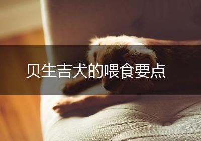 贝生吉犬的喂食要点