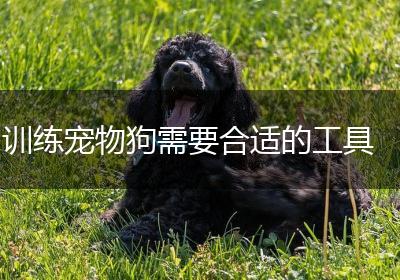 训练宠物狗需要合适的工具
