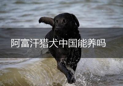 阿富汗猎犬中国能养吗