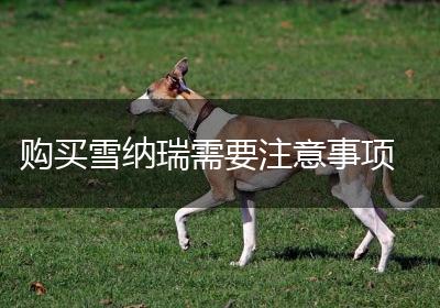 购买雪纳瑞需要注意事项