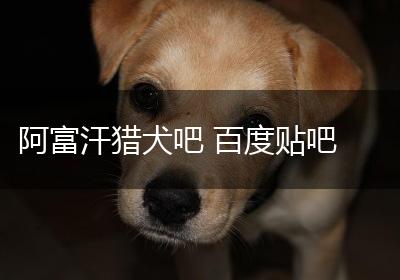 阿富汗猎犬吧 百度贴吧