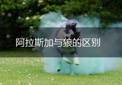 阿拉斯加与狼的区别