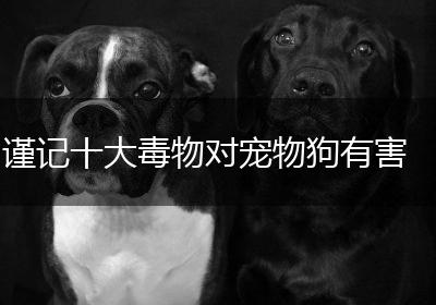 谨记十大毒物对宠物狗有害