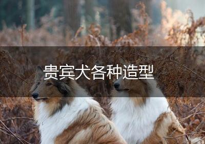 贵宾犬各种造型