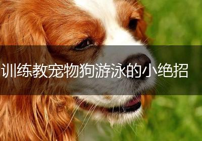 训练教宠物狗游泳的小绝招