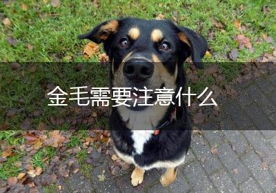 金毛需要注意什么