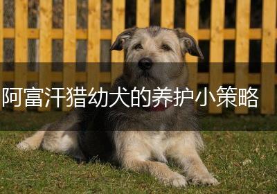 阿富汗猎幼犬的养护小策略
