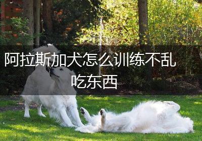 阿拉斯加犬怎么训练不乱吃东西