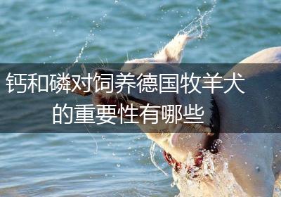 钙和磷对饲养德国牧羊犬的重要性有哪些