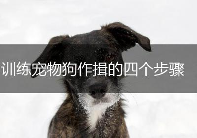训练宠物狗作揖的四个步骤