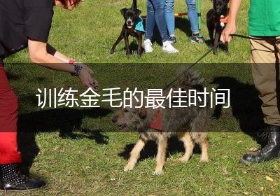 训练金毛的最佳时间