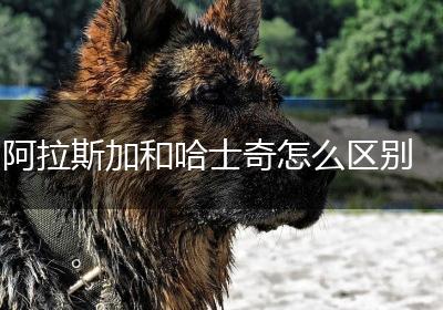 阿拉斯加和哈士奇怎么区别