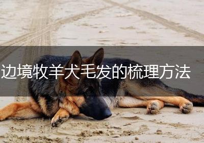 边境牧羊犬毛发的梳理方法