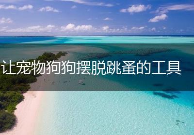 让宠物狗狗摆脱跳蚤的工具