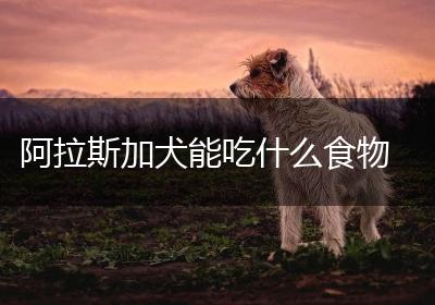 阿拉斯加犬能吃什么食物