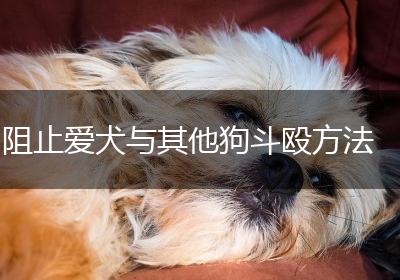 阻止爱犬与其他狗斗殴方法