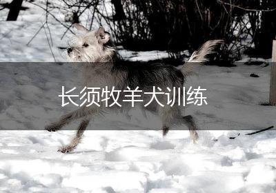 长须牧羊犬训练