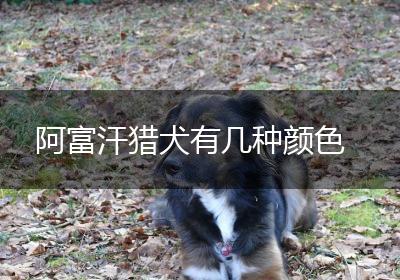 阿富汗猎犬有几种颜色