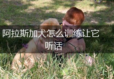 阿拉斯加犬怎么训练让它听话