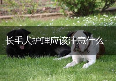 长毛犬护理应该注意什么