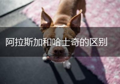 阿拉斯加和哈士奇的区别
