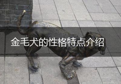 金毛犬的性格特点介绍