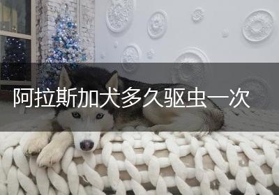 阿拉斯加犬多久驱虫一次
