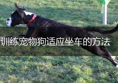 训练宠物狗适应坐车的方法