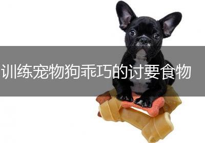 训练宠物狗乖巧的讨要食物