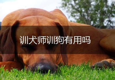 训犬师训狗有用吗