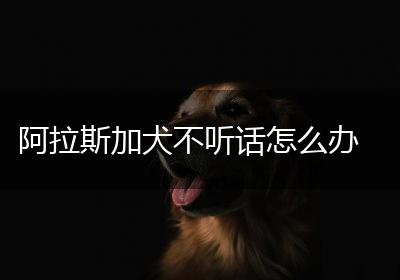 阿拉斯加犬不听话怎么办
