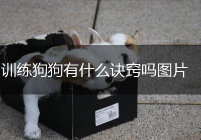 训练狗狗有什么诀窍吗图片
