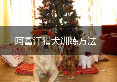 阿富汗猎犬训练方法