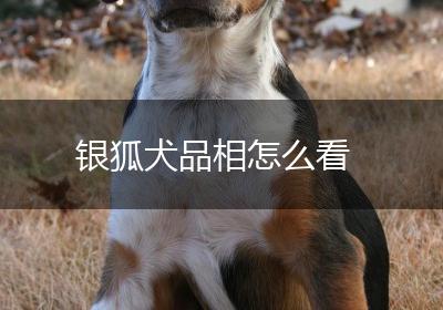 银狐犬品相怎么看