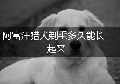 阿富汗猎犬剃毛多久能长起来