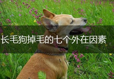 长毛狗掉毛的七个外在因素