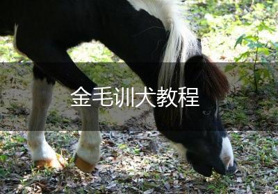 金毛训犬教程