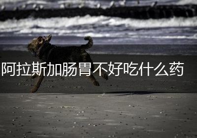 阿拉斯加肠胃不好吃什么药