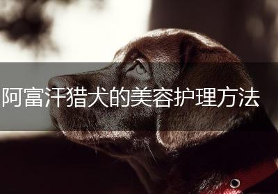 阿富汗猎犬的美容护理方法